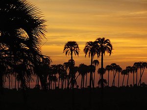 PN El Palmar