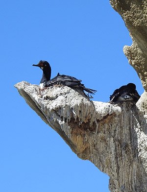 Aves Loayza