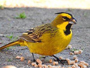 Avistaje