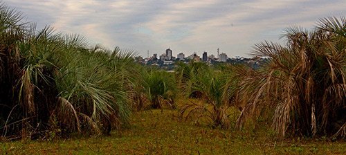 palmeras