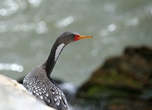 Cormorán gris