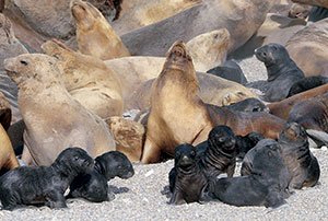 Lobos marinos
