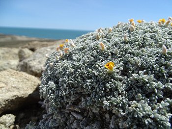 Adesmia
