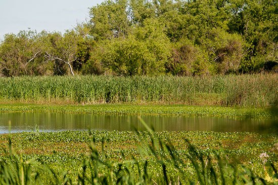 Delta del Paraná